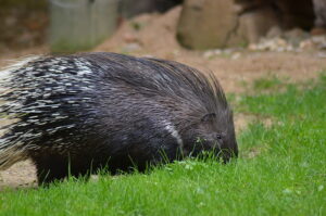 Stachelschwein Nahaufnahme