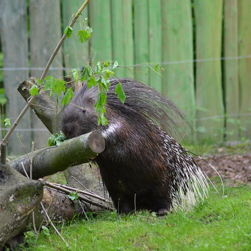 Stachelschwein frisst 2