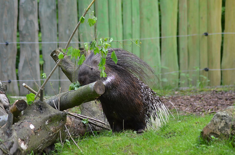 Stachelschwein frisst 2 Stachelschwein frisst 2