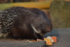Stachelschwein frisst