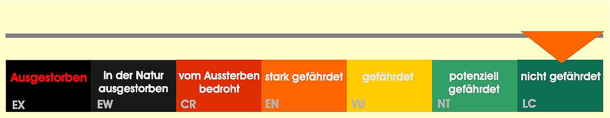 Status Rote Liste Afrikanischer Lungenfisch Status Rote Liste Afrikanischer Lungenfisch