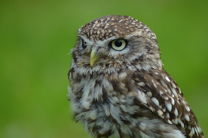 Steinkauz Kopf Steinkauz Kopf