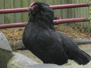 Thueringer Zwerg Barthuhn