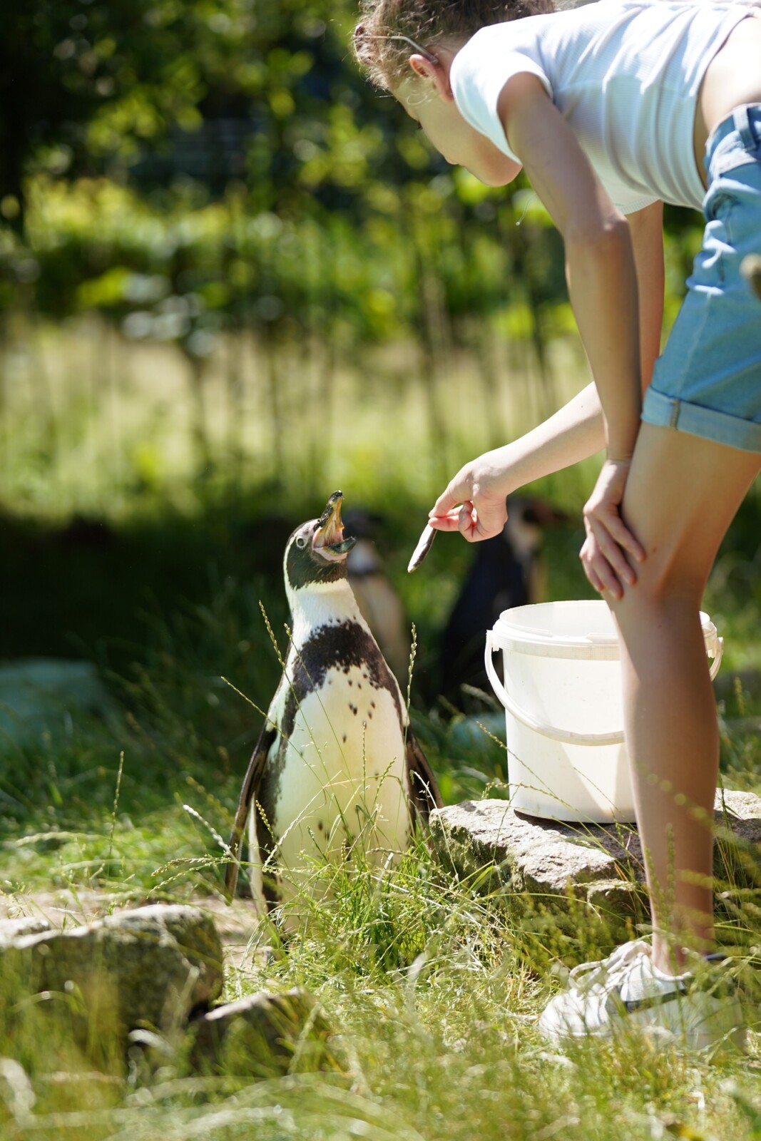 Tierpark Zittau Lothar Wuttke ()