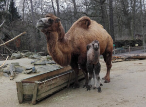 Trampeltierkind geboren im Tierpark Zittau