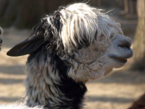 Typisch Alpaka kurze Ohren und gedrungener Kopf
