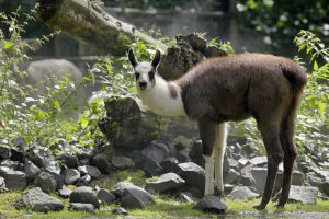 Typisch Lama Lange Beine und bananenfoermige Ohren Foto Andreas Heiland
