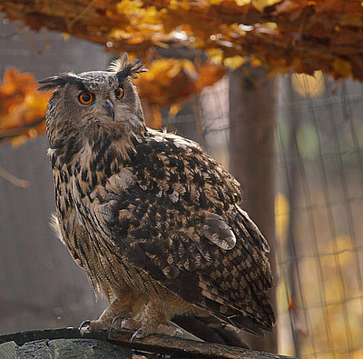 Uhu Herbstbild