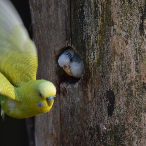 Und Tschuess Wellensittichflug