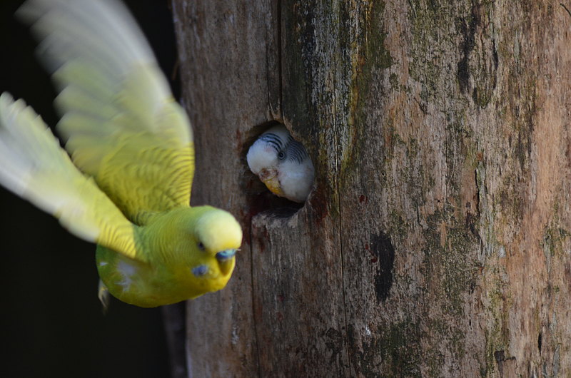 Und Tschuess Wellensittichflug