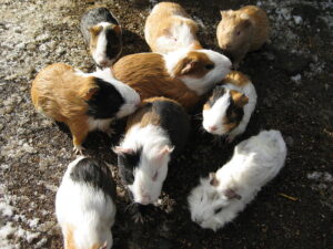 Viele Meerschweinchen