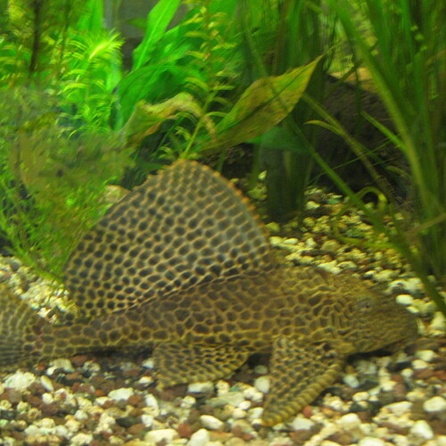 Wabenschilderwels mit aufgestellter Rueckenflosse