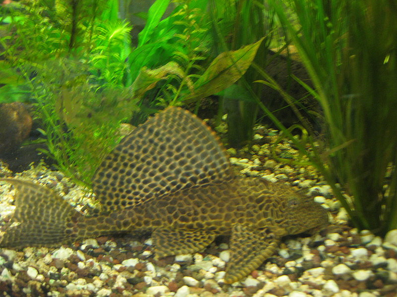 Wabenschilderwels mit aufgestellter Rueckenflosse