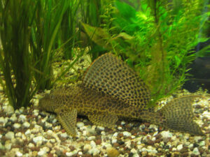 Wabenschilderwels mit typischem Muster