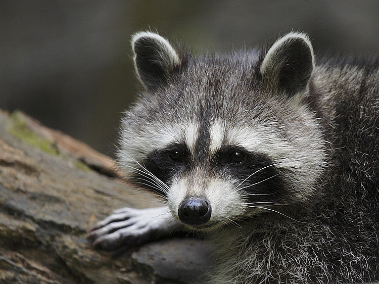 Waschbaer Foto Andreas Heiland