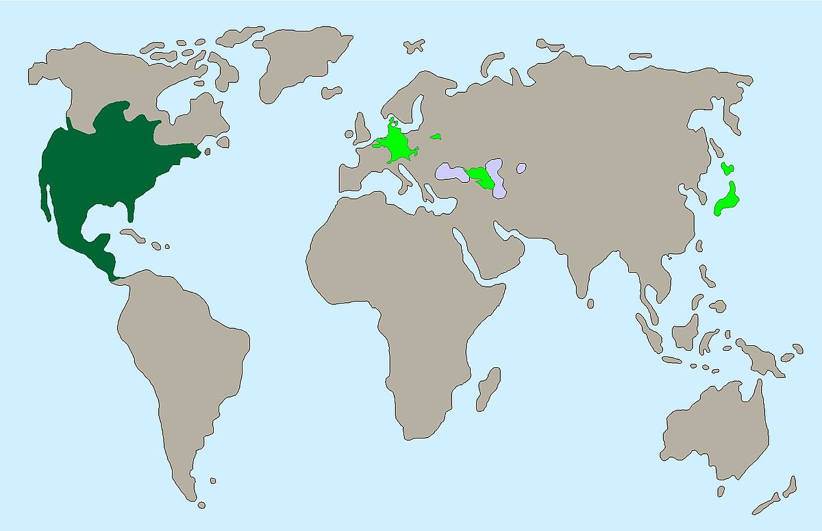 Waschbaer Karte 445d31e27f