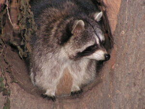 Waschbaer Nahaufnahme 2