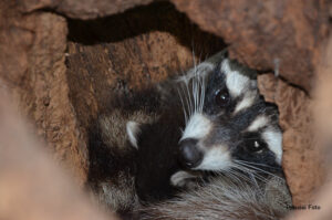 Waschbaer Nahaufnahme