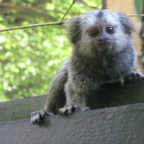 Weissbueschelaeffchen Jungtier