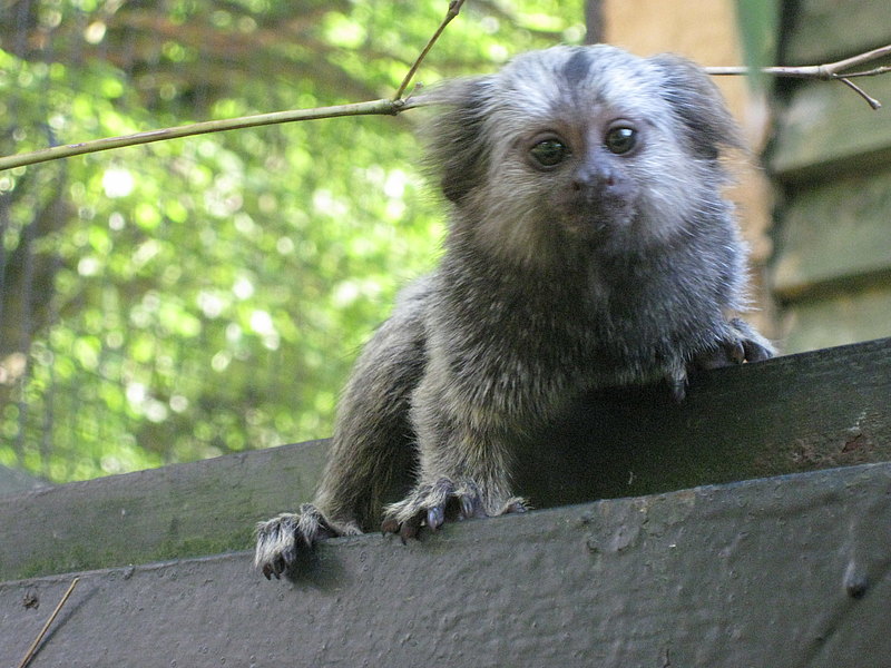 Weissbueschelaeffchen Jungtier