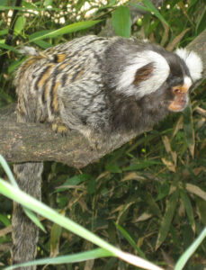 Weissbueschelaeffchen Nahaufnahme