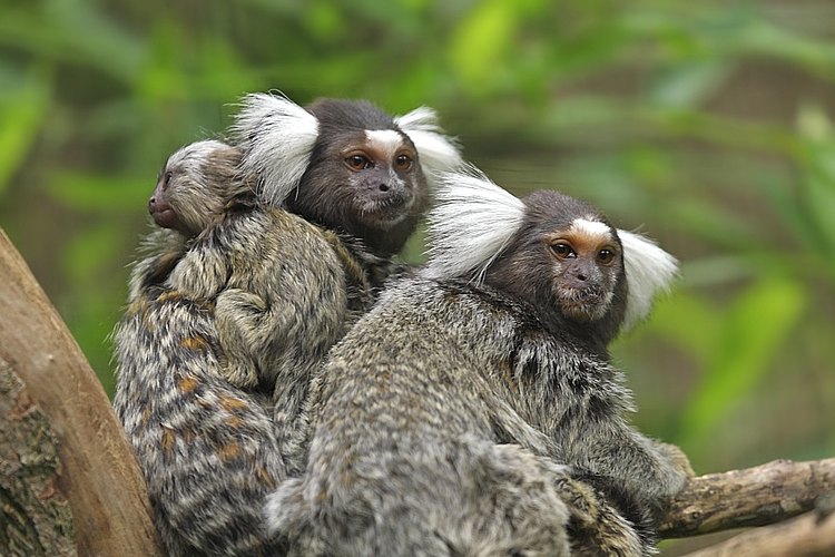 Weissbueschelaeffchenfamilie Foto Andreas Heiland