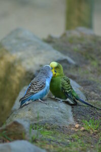 Wellensittich Liebe