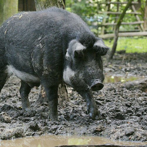 Wollschwein Paradies