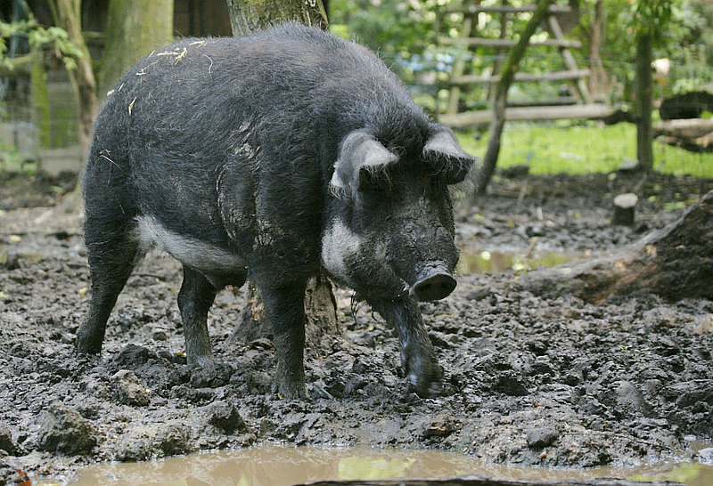 Wollschwein Paradies Wollschwein Paradies