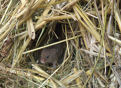 Zwergmaus im Winternest