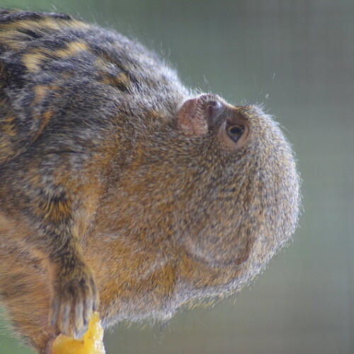 Zwergseidenaeffchen Frisst 2