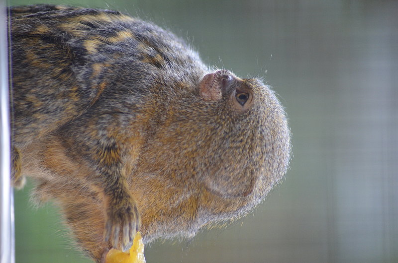 Zwergseidenaeffchen Frisst 2