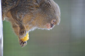 Zwergseidenaeffchen Frisst