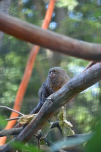 Zwergseidenaeffchen Sitzt