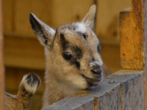 Zwergzicklein im Tierpark Zittau