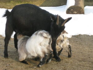 Zwergziegen Milchbar