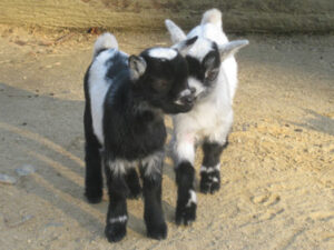 Zwergziegen Zickelduo