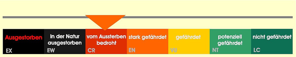 csm Rote Liste Axolotl page 001 f2c3ec5500