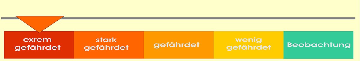 csm minorka haushuhn a01aa2cec6