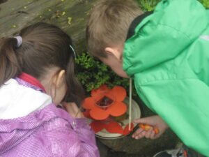 spannendes Kraeuterprojekt