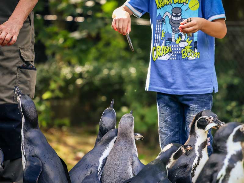 Fütterungszeiten Tierpark Zittau