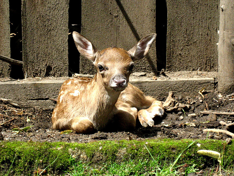 csm Tierbabys Zoo Zittau Weinaupark edfbaa