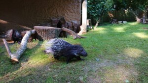 Stachelschweine