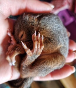 Eine Handvoll Baby