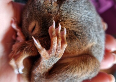 Eine Handvoll Baby
