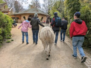 Lamawanderung im Tierpark Zittau
