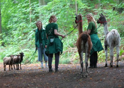 Tierspaziergänge mit Lamas und Schafen